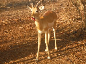 Impala eating a flower