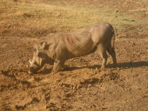 Warthog