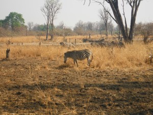 Zebra