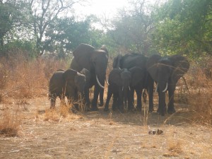 Herd of elephants