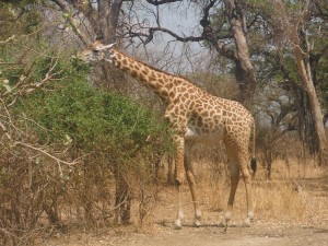 Giraffe eating