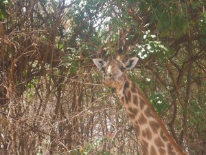 Giraffe
