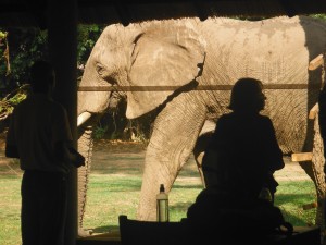 Male elephant very close to the lodge