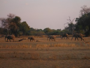 Elephants going to the river