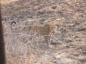 Leopard