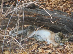 Python eating a hare whole