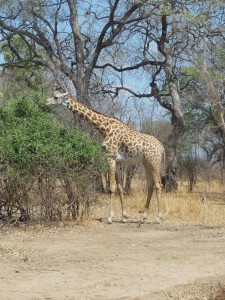 Giraffe eating