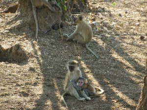 BABY MONKEY BABY MONKEY