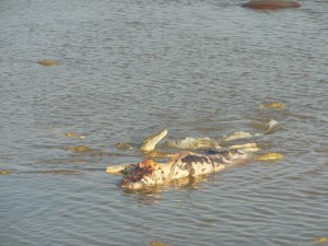 Crocodiles eating a dead hippo