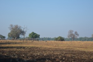 Warthogs just chilling in the African sun. 