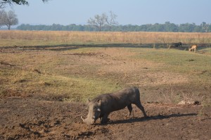 Warthog having some breakfast