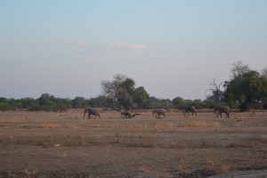 Elephants heading to the river for a drink in the evening.
