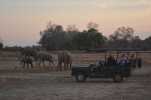 Herd of Elephants.