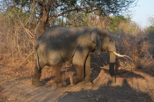Elephant fresh from his morning walk across the river.