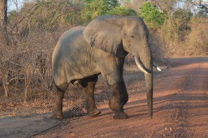 Elephant after his morning paddle