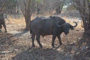 Buffalo