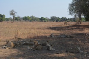 Lions in the shade