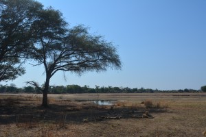 Pride of lions chilling in the shade