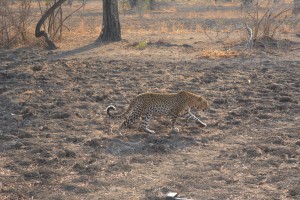 Leopard