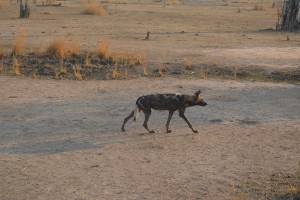 Wild Dog