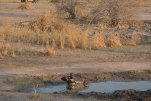 Wild dog having a bath
