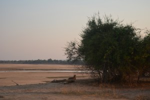 Mother and two cubs after eating