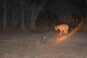 Hyena and one of her cubs