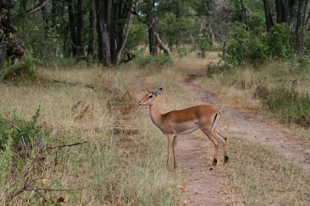 Impala