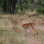 Impala