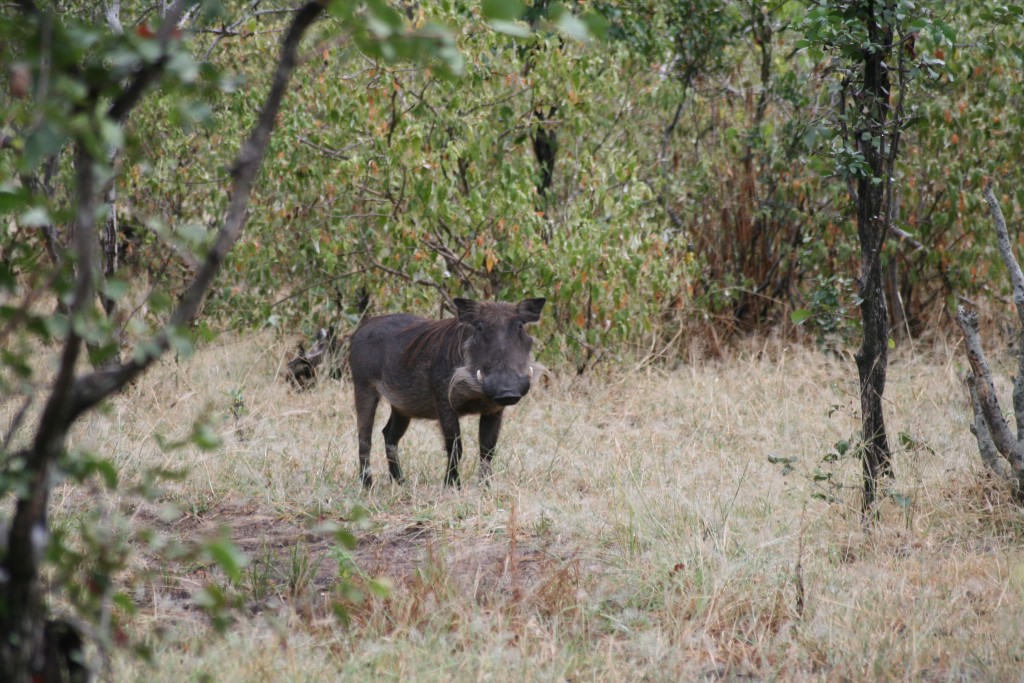 Warthog