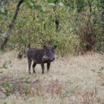 Warthog