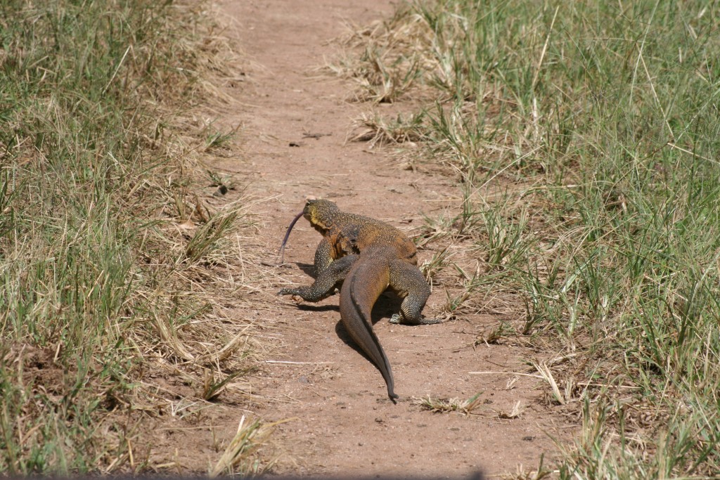 Monitor Lizard