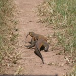 Monitor Lizard