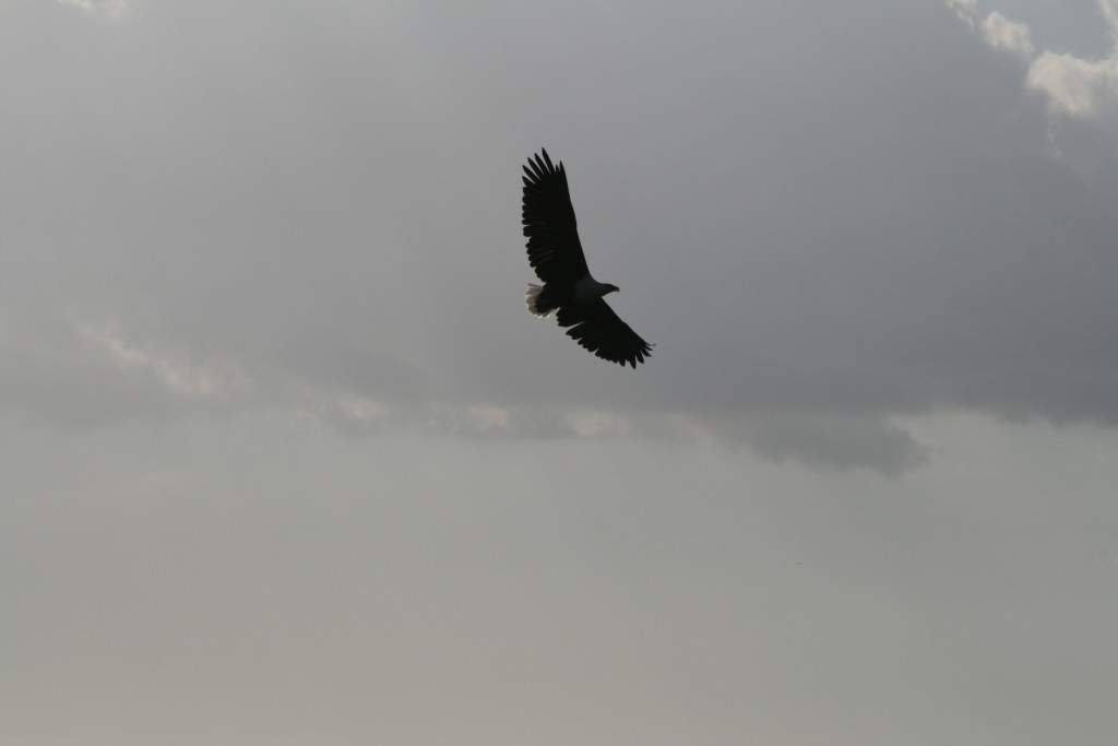 Fish Eagle