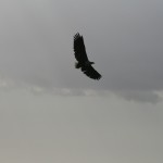 Fish Eagle