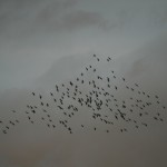 Hitchcock anyone?