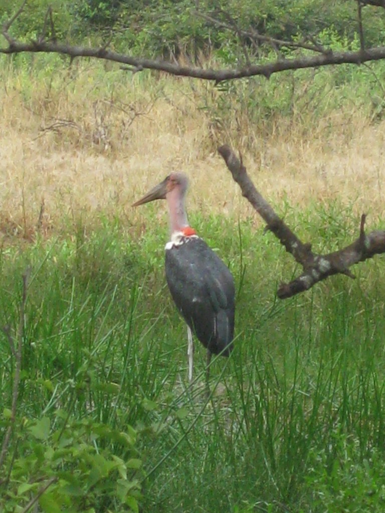 Big Crane